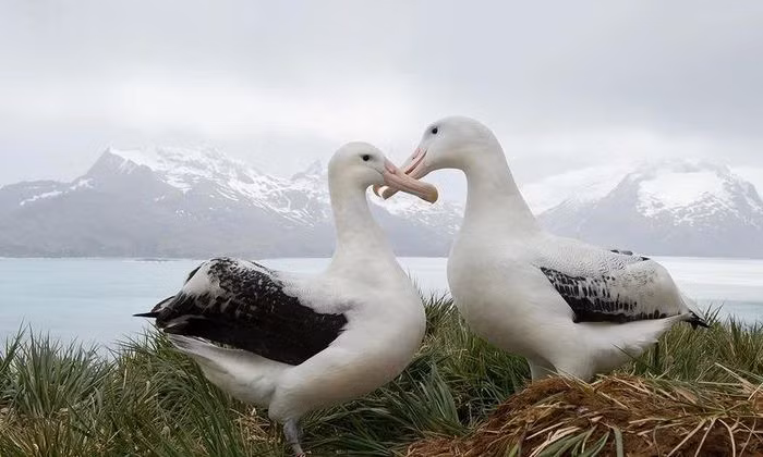 Hải âu vốn được biết tới là loài chim biển phổ biến nhất trên thế giới. Vậy tuổi thọ trung bình của chúng là bao nhiêu? Hải âu được đánh giá là một trong những loài chim có tuổi thọ rất cao. Một con chim nếu không gặp bất kỳ biến cố gì có thể sống tới 60 năm, trong khi tuổi thọ trung bình của cả loài vào khoảng 42 năm. Môi trường sống ưa thích của chim hải âu thường là các vùng biển, vịnh hoặc các đại dương bao la. Một trong những điều đặc biệt khác của chim hải âu là năng lượng tiêu hao khi chúng bay còn ít hơn rất nhiều khi chúng đậu trên đất liền vì chúng chỉ vào đất liền khi đến mùa giao phối và ấp trứng.
