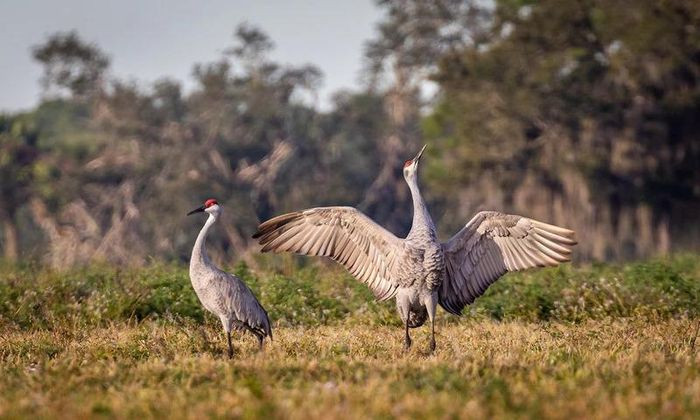 Sếu xám Sandhill là một trong những loài động vật của hành vi 'tán tỉnh' bạn tình 'công phu' nhất trên thế giới. Vậy loài vật này sống ở đâu? Sếu xám Sandhill là loài chim lớn sống chủ yếu ở Siberia, Canada, Mỹ, Mexico, Cuba. Đây là loài sếu phổ biến nhất trong họ hàng nhà sếu được tìm thấy trên thế giới. Chúng thường phát triển mạnh trong các vùng nước ngọt. Vào mùa sinh sản, các cặp sếu sẽ cùng nhảy múa, tung cánh, vỗ cánh và hót để thu hút đối phương. Hoạt động nhảy múa diễn ra thường xuyên hơn vào mùa xuân, mùa giao phối của chúng. Tuy nhiên, chúng vẫn nhảy múa quanh năm như một cách để duy trì sự bền chặt giữa các cặp đôi.