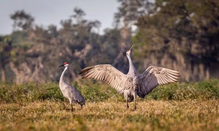 Sếu xám Sandhill là một trong những loài động vật của hành vi 'tán tỉnh' bạn tình 'công phu' nhất trên thế giới. Vậy loài vật này sống ở đâu? Sếu xám Sandhill là loài chim lớn sống chủ yếu ở Siberia, Canada, Mỹ, Mexico, Cuba. Đây là loài sếu phổ biến nhất trong họ hàng nhà sếu được tìm thấy trên thế giới. Chúng thường phát triển mạnh trong các vùng nước ngọt. Vào mùa sinh sản, các cặp sếu sẽ cùng nhảy múa, tung cánh, vỗ cánh và hót để thu hút đối phương. Hoạt động nhảy múa diễn ra thường xuyên hơn vào mùa xuân, mùa giao phối của chúng. Tuy nhiên, chúng vẫn nhảy múa quanh năm như một cách để duy trì sự bền chặt giữa các cặp đôi.