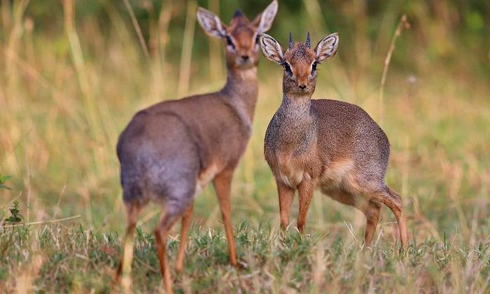 Loài động vật nhỏ bé này luôn đi có đôi có cặp trên khắp các vùng đất của châu Phi. Vậy tên gọi của chúng là gì? Dik-Dik là tên gọi của loài linh dương nhỏ trong chi Madoqua sống ở các vùng rừng rậm phía đông và nam châu Phi. Những con linh dương Dik-Dik thường chỉ cao khoảng 30–40 cm, dài 50–70 cm, nặng 3–6 kg và có thể sống tới 10 nhiều năm. Một điểm đặc biệt khác của Dik-Dik là chúng luôn đi theo cặp một con đực và một con cái.