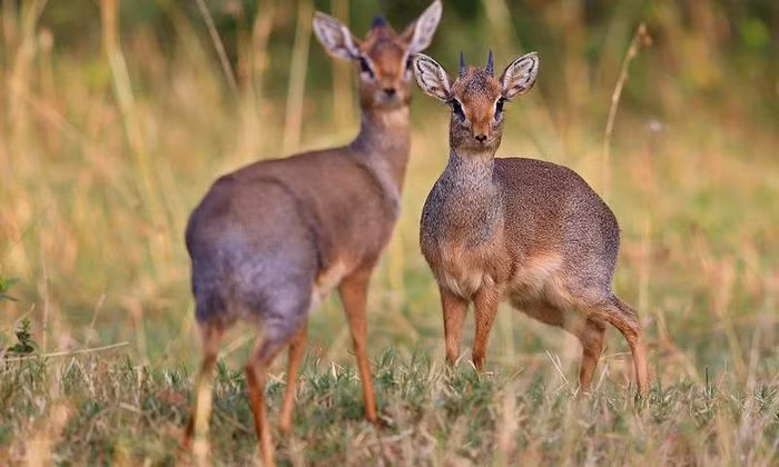 Loài động vật nhỏ bé này luôn đi có đôi có cặp trên khắp các vùng đất của châu Phi. Vậy tên gọi của chúng là gì? Dik-Dik là tên gọi của loài linh dương nhỏ trong chi Madoqua sống ở các vùng rừng rậm phía đông và nam châu Phi. Những con linh dương Dik-Dik thường chỉ cao khoảng 30–40 cm, dài 50–70 cm, nặng 3–6 kg và có thể sống tới 10 nhiều năm. Một điểm đặc biệt khác của Dik-Dik là chúng luôn đi theo cặp một con đực và một con cái.