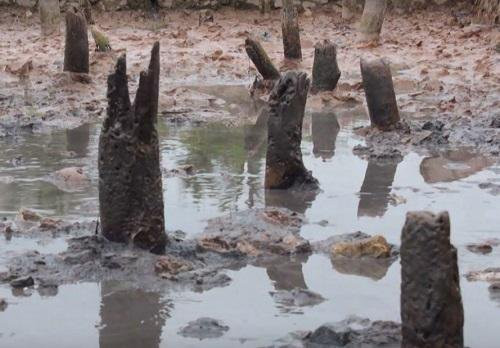 Theo các nhà nghiên cứu, cọc Bạch Đằng được làm bằng gỗ lim, táu, chiều dài từ 1,5 m đến hơn 2,5 m, đường kính khoảng 18 cm đến 28 cm. Lim là loại gỗ rất tốt, cứng, chắc, ngâm dưới bùn hàng trăm năm không mục nát.