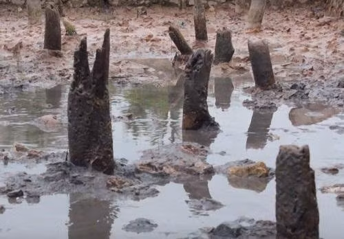 Theo các nhà nghiên cứu, cọc Bạch Đằng được làm bằng gỗ lim, táu, chiều dài từ 1,5 m đến hơn 2,5 m, đường kính khoảng 18 cm đến 28 cm. Lim là loại gỗ rất tốt, cứng, chắc, ngâm dưới bùn hàng trăm năm không mục nát.