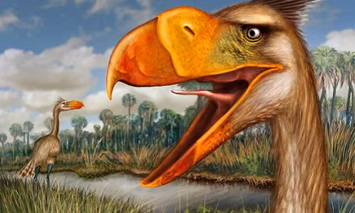 Sở dĩ gọi là chim vì Phorusrhacidae có họ hàng với loài này, nhưng thực tế chúng không biết bay do cánh quá bé để có thể nâng được một thân hình khổng lồ.