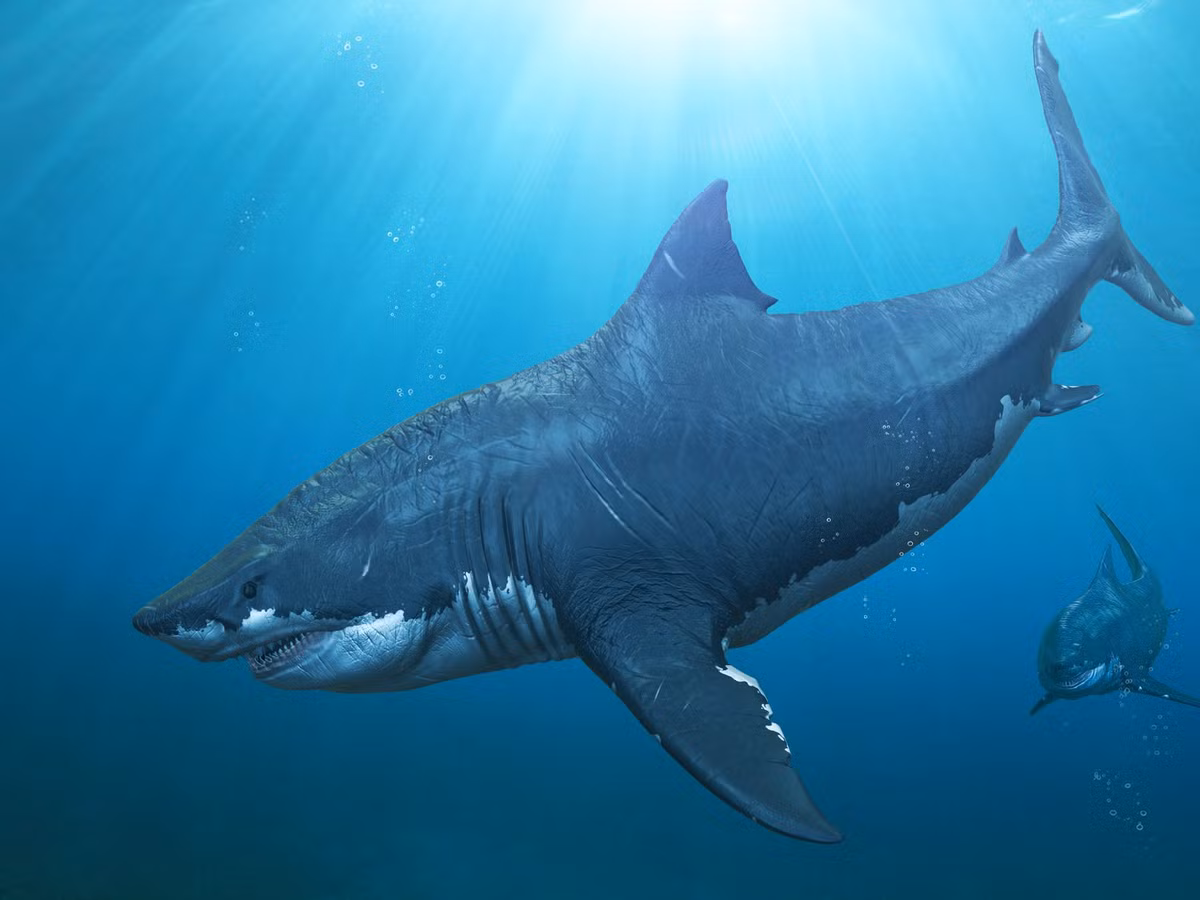 Hiện hóa thạch của chúng được tìm thấy khắp các đại dương trên thế giới, càng chứng minh cho sự phát triển thịnh vượng của loài này. Các nhà khoa học cũng khẳng định rằng sự tuyệt chủng của Megalodon đến từ thiên nhiên chứ không phải đối thủ cạnh tranh.