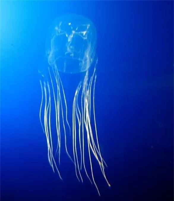 Sứa hộp Úc có khoảng 60 xúc tu. Loài này có lượng nọc độc đủ giết chết 60 người. Trông vô hại nhưng chúng có thể châm đốt gây ra trọng thương, bao gồm gây tê liệt, ngừng tim hoặc tử vong tức thời.