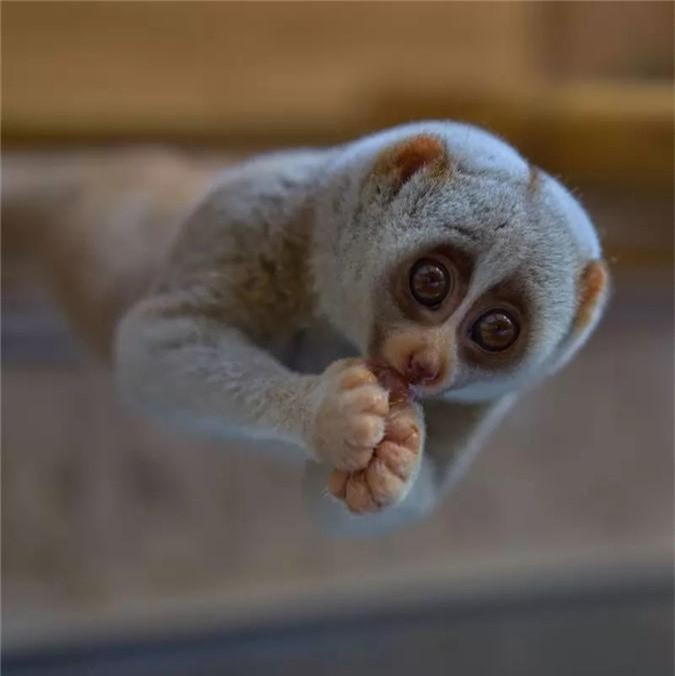 Cu ly chậm lùn trông khá đáng yêu nhưng nó có thể phóng ra nọc độc từ hai bên cạnh sườn. Nọc này kết hợp với nước bọt của nó có thể trở thành một chất cực độc. Một cú cắn của nó có thể gây tử vong.