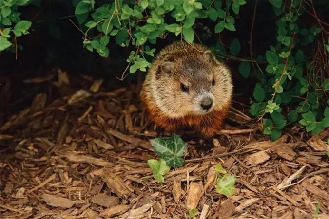 Hải ly được một số người nuôi như vật cưng. Nhưng khi bị xáo trộn môi trường sống tự nhiên, chúng có thể trở nên hung hăng. Chúng có thể gây tổn thương cho con người khi chúng bị bệnh dại. Chúng có thể tấn công người cả ở trên cạn và dưới nước.