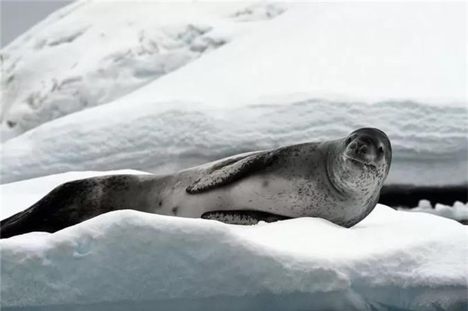 Hải cẩu báo trông có vẻ ngô ngố nhưng lại rất hung dữ với con người. Chúng sẽ cắn và kéo người xuống dưới nước hoặc băng đá. Chúng cũng có xu hướng tấn công thuyền.