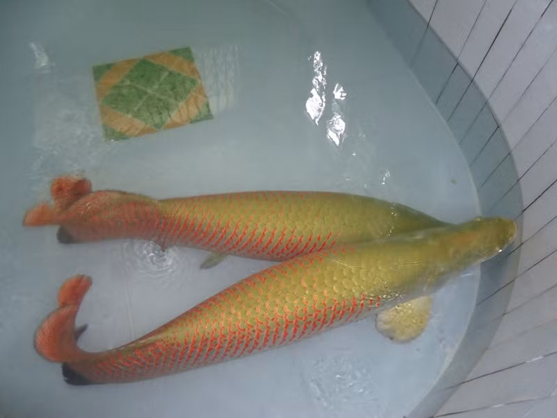 Chúng có 2 loại: màu vàng đuôi đỏ và màu đen đuôi đỏ. Dù có kích thước khổng lồ nhưng do có hình dáng đẹp, màu sắc bắt mắt nên cá hải tượng được người dân châu Á nuôi làm cá cảnh. Ở Việt Nam, nhiều người cũng tìm mua loại cá này với hy vọng mang lại nhiều may mắn cho việc làm ăn.