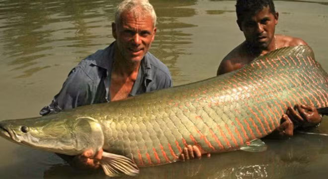Loài này được giới câu cá săn tìm ráo riết và cần thủ nào săn được chú hải tượng khổng lồ, thì có "số má" trong giới câu cá.