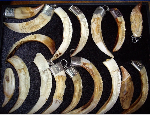 Một số dân chơi còn bọc bạc hoặc vàng, chạm trổ, điêu khắc những hình thù độc đáo như hình phật, rồng, ký tự độc đáo trên những nanh lợn rừng. Tất nhiên, mức độ chạm khắc càng kỳ công thì nanh lợn rừng càng được bán với giá cao, có chiếc lên tới hàng ngàn đô.