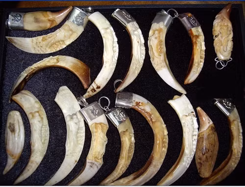 Một số dân chơi còn bọc bạc hoặc vàng, chạm trổ, điêu khắc những hình thù độc đáo như hình phật, rồng, ký tự độc đáo trên những nanh lợn rừng. Tất nhiên, mức độ chạm khắc càng kỳ công thì nanh lợn rừng càng được bán với giá cao, có chiếc lên tới hàng ngàn đô.