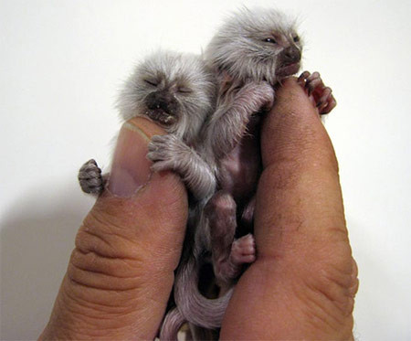 Khi mới sinh, khỉ con đã mở mắt, lông nhiều, miệng đã có đầy răng, và rất khỏe mạnh, tứ chi và đuôi đã đủ cứng cáp để chúng bám vào cơ thể bố mẹ. Một chú khỉ Marmoset trưởng thành chỉ dài khoảng 12 cm, với trọng lượng khoảng 170 gr.