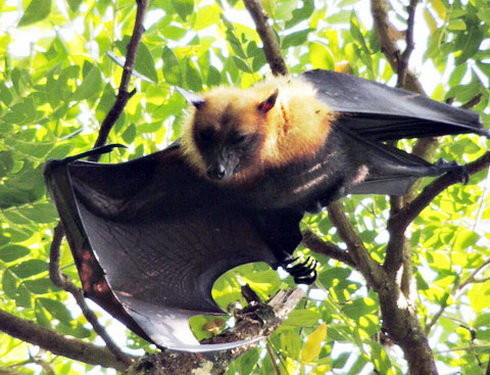 Tuy nhiên để săn bắt được một con dơi ngựa không phải là điều đơn giản. Các thợ săn phải thực sự am hiểu về đặc tính của loài này mới mong bắt được nó. Người ta thường đánh bắt dơi ngựa vào mùa rét, từ tháng 9 đến tháng chạp âm lịch vì khi đó rơi béo, thịt thơm ngon. Dơi ngựa thường ở trong hang vào ban ngày và sẩm tối bay khỏi hang kiếm ăn, gần sáng mới trở về. Dơi bay và đậu thường theo đàn, ít khi lẻ loi con một.