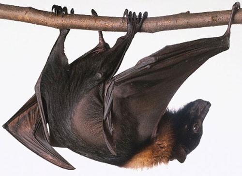 Trong đó, loài dơi ngựa lớn có thể nặng tới 1 kg. Loài này tập trung nhiều tại U Minh Thượng. Loài dơi này sống thành đàn lớn trên cành cây ở rừng ngập mặn, ban ngày treo mình ngủ trên cành cây, ban đêm bay những quãng đường dài để tìm thức ăn. Thức ăn chủ yếu của loài này là quả hoặc mật hoa như chôm chôm, xoài, sầu riêng... Chúng là tác nhân thụ phấn hoa của nhiều loài cây rừng và cây ăn quả.