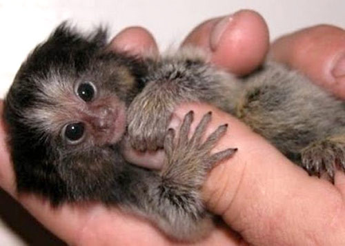 Đặc điểm hấp dẫn và thu hút dân chơi sinh vật cảnh nhất của loại khỉ này đó là khả năng giao tiếp giống con người của chúng. Khỉ Marmoset giao tiếp bằng nhiều hình thức phức tạp khác nhau, bao gồm: âm thanh, hóa chất tiết ra từ tuyến trên ngực, bộ phận sinh dục hoặc các tín hiệu cử chỉ.