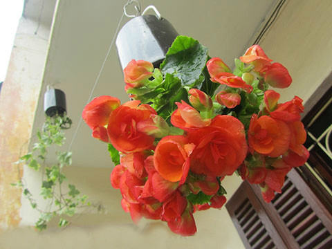 Còn gần một tuần nữa là tới Ngày phụ nữ Việt Nam (20/10) nhưng thị trường quà tặng đã bắt đầu sôi động. Năm nay, những món quà độc, giá mềm vẫn thu hút người tiêu dùng, đặc biệt là các đấng mày râu.