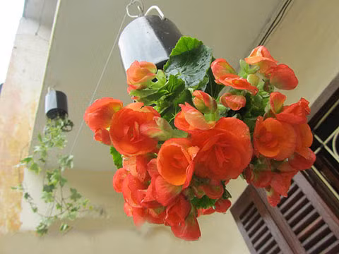 Còn gần một tuần nữa là tới Ngày phụ nữ Việt Nam (20/10) nhưng thị trường quà tặng đã bắt đầu sôi động. Năm nay, những món quà độc, giá mềm vẫn thu hút người tiêu dùng, đặc biệt là các đấng mày râu.