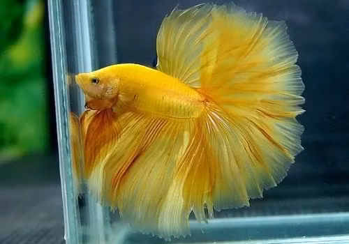 Tuổi thọ trung bình của loài cá khoảng 2 -3 năm nhưng trong năm đầu tiên là cá cho màu sắc rực rỡ nhất.