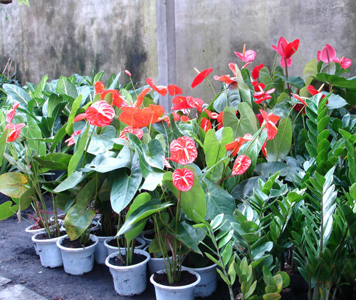 Hồng môn cũng rất đắt khách bởi là loài cây đẹp, hoa có cánh hình trái tim nên được ưa chuộng trồng làm cây cảnh. Một cây hồng môn có giá khoảng 80 - 150.000 đồng. Tuy nhiên, tất cả các bộ phận của cây đều có độc tố Calcium oxalate và Asparagine.