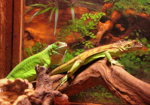 Anh em của kỳ tôm là kỳ nhông đã trở thành thú nuôi được nhiều người ưa thích. Kỳ nhông được rao bán khoảng 200.000 đồng một con nhỏ và nửa triệu đồng một con to. Đặc biệt kỳ nhông giống chỉ có giá 15 - 35000 đồng/con.