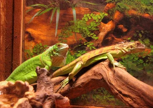 Anh em của kỳ tôm là kỳ nhông đã trở thành thú nuôi được nhiều người ưa thích. Kỳ nhông được rao bán khoảng 200.000 đồng một con nhỏ và nửa triệu đồng một con to. Đặc biệt kỳ nhông giống chỉ có giá 15 - 35000 đồng/con.