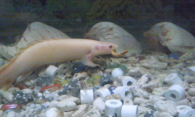 Tùy vào kích cỡ và tuổi thọ của mỗi cá thể mà cá rồng cửu sừng được bán với giá từ 100.000 - 500.000 đồng. Trong đó, cá rồng cửu sừng vàng mắt đỏ loại 10 cm có giá dao động từ 120.000 đồng đến 150.000 đồng/con. Loài cá cửu sừng màu xám dài trên 20 cm có giá khoảng 320.000 đồng/con.