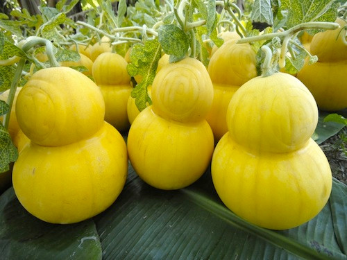 Năm trước, khi ra mắt thị trường, bưởi và dưa hấu hồ lô là sản phẩm được chọn mua khá nhiều trong dịp Tết. Tuy giá mỗi quả này vào khoảng 500.000 đồng đến 1 triệu đồng nhưng vẫn nhiều khách mua để thờ cúng hoặc biếu người thân, bạn bè. Trong ảnh là dưa hấu hồ lô Hoàng Kim Tài Lộc được các nhà vườn rao bán, giá từ 3 - 5 triệu đồng/cặp.