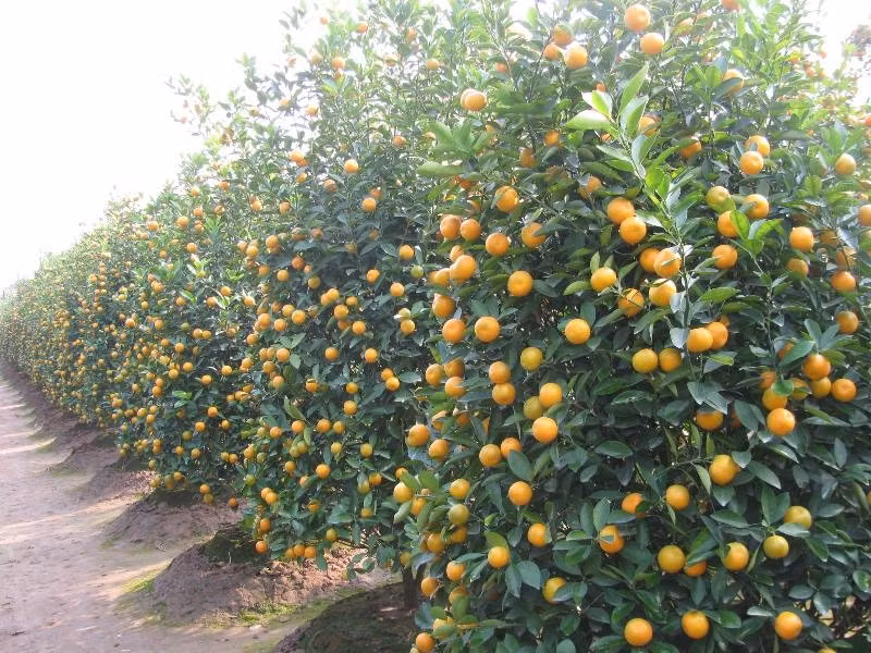 Quất cảnh Tứ Liên căng mọng chờ Tết. Ảnh: Hải Sơn.