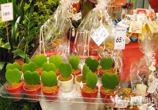 Một sản phẩm từng gây "cơn sốt" trong mùa 8/3 ở nước ngoài, một cách thể hiện tình cảm tinh tế, thân thiện và mang nhiều ý nghĩa, đó là chậu hoa trái tim một lá. Ngoài tác dụng trang trí, chậu hoa này còn có tác dụng cải thiện không khí thêm trong lành nhờ sự quang hợp. Giá của một chậu hoa này vào khoảng 100 - 150 nghìn đồng.