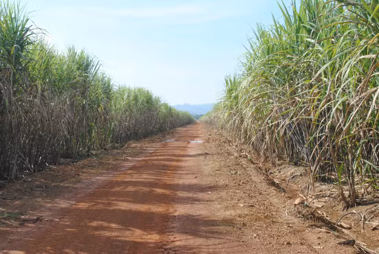 Ngoài cao su, ở Lào, bầu Đức còn đem 100 triệu USD xây dựng cụm công nghiệp mía đường Attapeu. Trong năm 2012, HAGL đã trồng được 5.530 ha mía, đồng thời xây dựng xong nhà máy sản xuất mía đường với công suất 7.000 tấn mía/ngày và nhà máy nhiệt điện chạy bằng bã mía với công suất 30 MW.