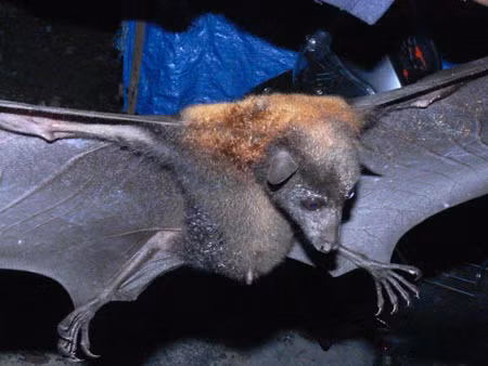 Đây là loài động vật quý hiếm, sinh sống chủ yếu trong các hang động. Ở Hà Nội, hang Cắc Cớ, đằng sau chùa Thầy (thuộc xã Sài Sơn, huyện Quốc Oai, Hà Nội) là nơi sinh sống chủ yếu của loài dơi này. Tuy nhiên, do số lượng ít ỏi nên cả nghìn con dơi trong hang may ra mới có một con dơi ngựa.