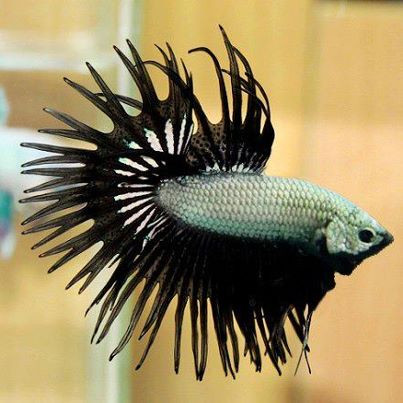 Tại Việt Nam, người chơi đã lai tạo thành công rồng đen đuôi tưa. Chính điều này đã thu hút ngày càng nhiều người tìm đến thú vui nuôi cá betta rồng.