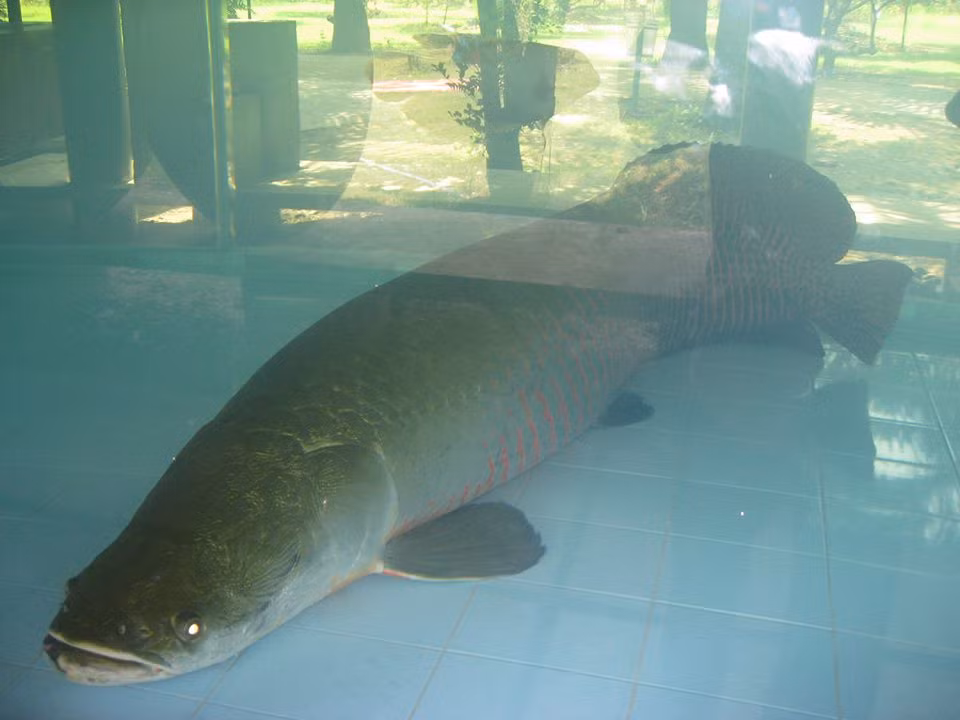 Bể cần có nắp đậy vì cá hay nhảy. Cá cũng cần khoảng không trên mặt nước để lên thở khí trời bắt buộc sau mỗi 20 phút. Khi thở cá phát ra âm thanh khá ồn ào.