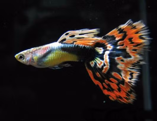Đây là loại cá cảnh nước ngọt, có kích thước khá nhỏ (chỉ từ 4-6 cm), nhưng sở hữu bộ vảy có màu sắc rất đẹp, sáng và lấp lánh.