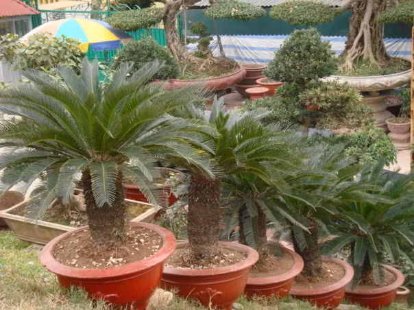 Cây vạn tuế cũng được xếp vào hàng cây có độc tố cao. Với quan niệm về tài lộc, nhiều người mua cây này về làm cảnh. Tùy vào hình dáng mỗi cây nhưng muốn sở hữu một cây vạn tuế, người mua phải bỏ ra ít nhất tiền triệu, thậm chí chục triệu đồng. Các nhà khoa học khuyên không nên tiếp xúc thường xuyên hoặc đặt cây vạn tuế trong phòng kín bởi nó có thể gây bệnh, ngộ độc thậm chí tử vong.