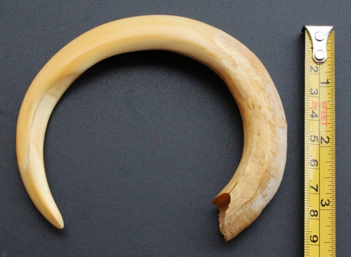 Nanh của lợn rừng đực trung bình dài từ 8-10cm, giá khoảng 500.000 đồng/chiếc. Nanh của lợn rừng già dài từ 12cm trở lên giá rất đắt, nanh càng cuộn tròn vòng càng lớn và càng đặc ruột thì giá rất cao. Đắt nhất là nanh có đường kính hình cuộn tròn hơn 13cm.