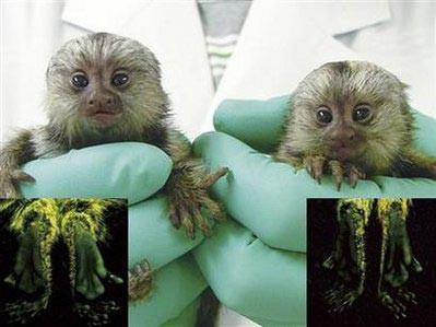 Khỉ Marmoset có dáng vẻ nhỏ và khá xinh xắn, đáng yêu nên người nuôi rất thích nâng niu, vuốt ve chúng trên tay... Thức ăn chủ yếu của khỉ Marmoset là côn trùng, lá cây, trái cây chín. Trong khi nuôi nấng thì người ta không thể lường trước được lúc chúng tấn công chủ, đặc biệt trong thời kỳ giao phối chúng sẽ trở nên dữ tợn, nguy hiểm ngay với cả chủ nhân của chúng.