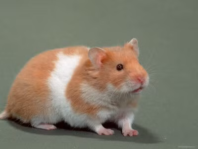 Trên nhiều diễn đàn về thú cưng, không thiếu những lời rao bán, đặt mua và trao đổi những con vật bé nhỏ, thuộc hàng độc về nuôi làm cảnh. Các thông tin rao bán đều rất rõ ràng, cụ thể về giá cả cũng như đặc điểm của thú cưng. Trong ảnh là một chú Hamster bear được rao bán với giá 90.000 đồng.