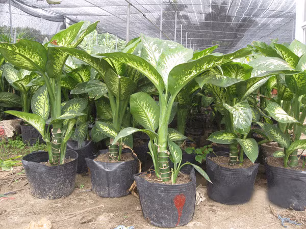 Giá của những loại cây này lại rất phải chăng, chỉ khoảng vài chục đến vài trăm nghìn đồng một cây nên được khá nhiều người ưa chuộng, mua về làm cảnh. Cây vạn niên thanh (thân mềm, lá xanh đốm trắng, thuộc họ Ráy) trong ảnh được bán với giá khoảng 100 - 200.000 đồng/cây tùy vào kích cỡ, được khá nhiều người mua trồng trong nhà.