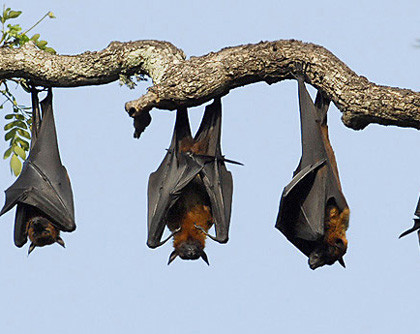 Đối với những thợ săn ở hang Cắc Cớ, khi bắt được dơi ngựa họ thường chế biến thành các món nhậu để ăn cùng nhau chứ ít khi bán bởi lẽ theo họ, "thịt dơi ngựa ngon lắm, tội gì mà bán".