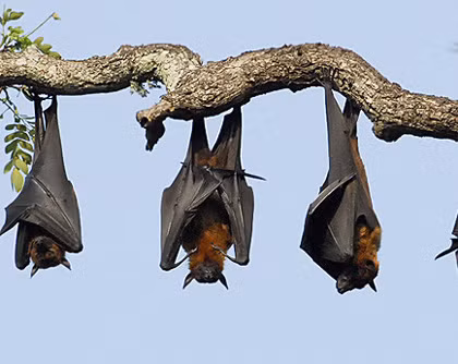 Đối với những thợ săn ở hang Cắc Cớ, khi bắt được dơi ngựa họ thường chế biến thành các món nhậu để ăn cùng nhau chứ ít khi bán bởi lẽ theo họ, "thịt dơi ngựa ngon lắm, tội gì mà bán".