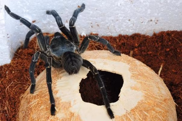 Các loài nhện cũng nằm trong danh sách thú cưng của giới trẻ. Trong đó, nhện hùm hay được rao bán trên nhiều diễn đàn vật nuôi cảnh. Giá của một con nhện hùm dao động từ 100 - 150.000 đồng.