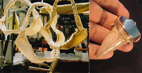 Nhiều dân chơi cũng đang "cuồng" hàm cá mập trắng bởi bộ hàm của nó to lớn và bén như dao cạo. Những chiếc hàm này được bán với giá từ vài triệu đến vài chục triệu đồng tùy độ lớn nhỏ. Nhiều người tìm đến hàm cá mập trắng vì đó là món hàng độc, lạ chứ, tạo nên đẳng cấp chứ không phải vì vấn đề tâm linh.