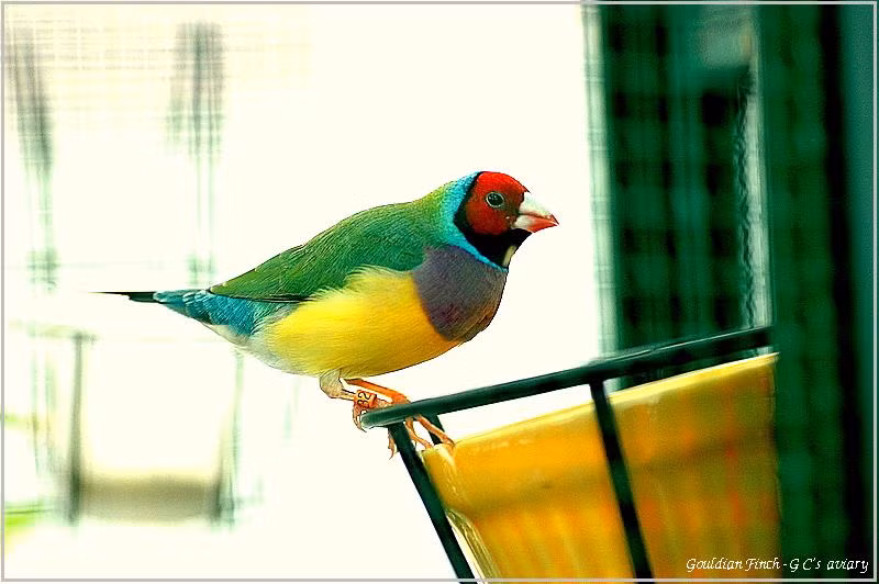 Trung bình mỗi con chim 7 màu có giá khoảng 1 - 1,8 triệu đồng. Cộng thêm chi phí cho lồng nuôi và thức ăn cho chim, dân chơi chim phải bỏ ra ít nhất 1,5 - 2,3 triệu đồng.