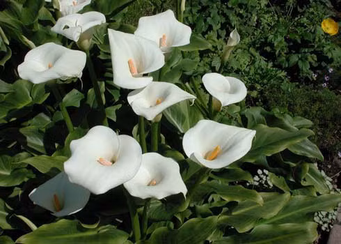 Hoa loa kèn Arum hay còn gọi là Ý lan cũng là một loại hoa đẹp và được chơi làm cảnh. Tuy nhiên, lá và củ cây đều có chất độc đường ruột Calcium oxalate.