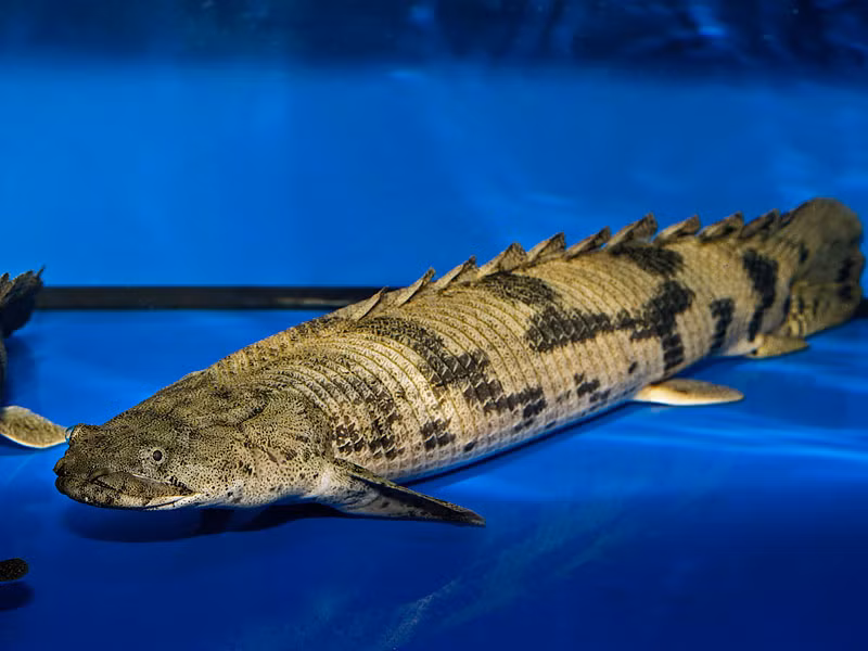 Cá rồng cửu sừng là một loài cá thuộc giống Axolot, là loài vật nổi tiếng của đất nước Mexico. Tên gọi của loài cá này xuất phát từ 9 cái vây trên lưng cá. Thân hình thon dài cùng kết cấu vây đuôi, vây lưng đặc biệt đã tạo nên sức hấp dẫn của loài cá này.