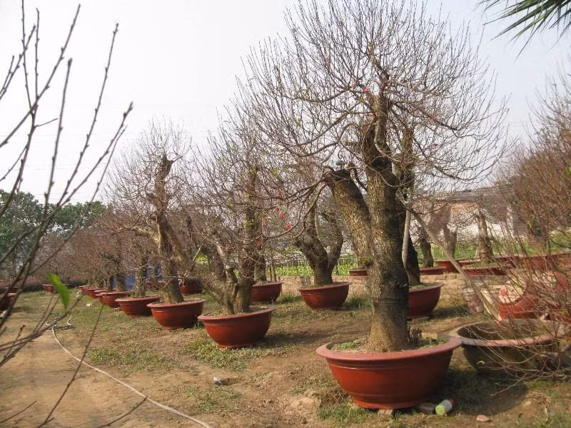 Những gốc đào có giá khoảng 10 triệu đồng của một chủ vườn đào ở Nhật Tân. Ảnh: Hải Sơn.