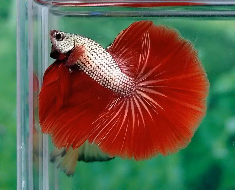 Cá betta rồng từng lên cơn sốt tại Việt Nam mấy năm trước đây khi dân sành cá cảnh đổ xô đi mua với số lượng lớn về nuôi. Đến nay, dù loài cá này không còn xa lạ nhưng sức hút vẫn rất lớn.